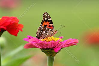 Painted Lady