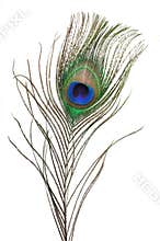 Peacock feather