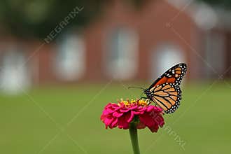 Monarch Butterfly in the Garden