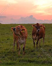 Farmyard Sunset