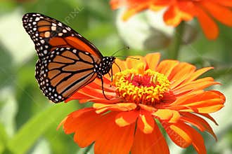 Monarch Butterfly in Heirloom Zinnias