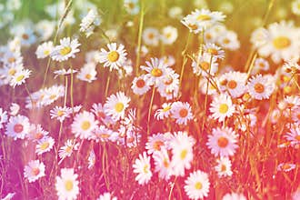 Spring meadow sun - camomile. Field of daisy flowers.