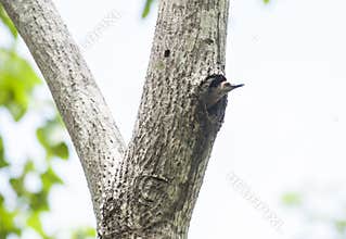 Hoffman`s Woodpecker Leaving His Nest