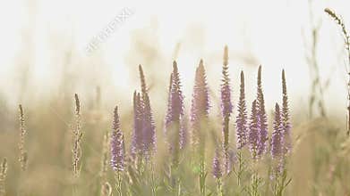 Summer grass flowers close up in the field with light breeze Sunset backlight, dolly shot, shallow depth of the field