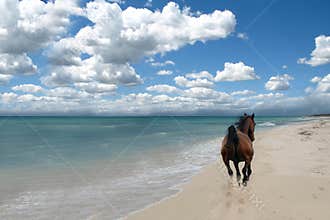 Horse on beach