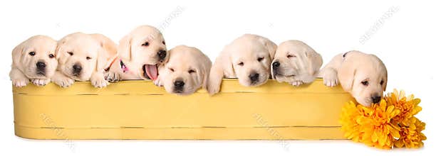 Eight lab puppies