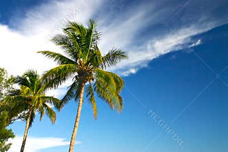 Two Palm trees and a blue sky