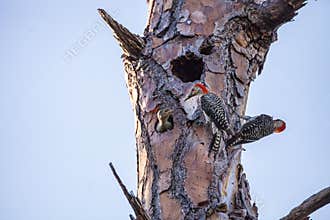 Red-bellied woodpecker Melanerpes carolinus chick