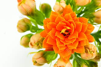 Beautiful kalanchoe blossfeldiana flower isolated