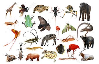 wild animal collection