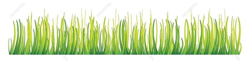 Grass