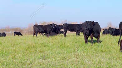 Agribusiness - Brangus Black Cattle, in natural pasture in Russia, Angus cattle