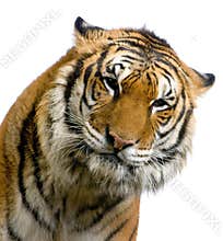 Tiger's face