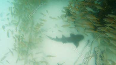 Underwater footage of abundance of reef fish and nurse shark