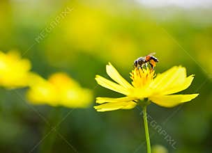 Image of Honey bee