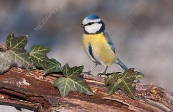 Blue tit (Parus caeruleus)