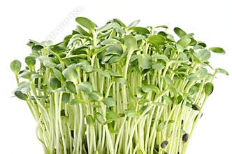 Sunflower Sprouts