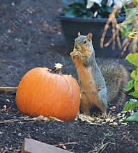 Squirrel eating a big pumpkin in the garden