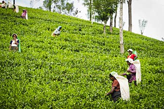 Tea picking in Sri Lanka hill country