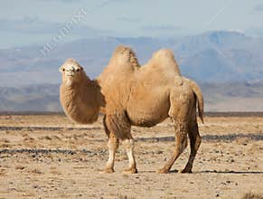 Bactrian camel in the steppes of Mongolia