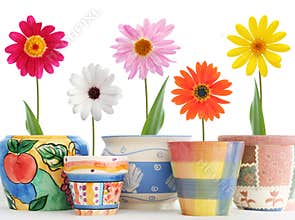 Daisies in pots