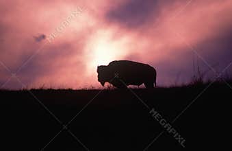 Silhouette of buffalo in field at sunset