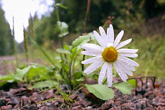Close up of white daisy by gravel road