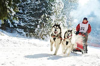 Winter Sled dog racing � musher and Siberian husky