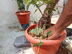 Planting plant by male person hands