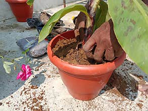 Planting plant by male person hands