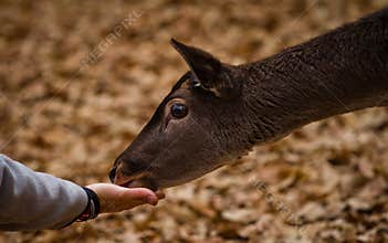 Feeding a mammal