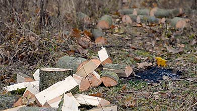 Lumberjack cuts wood trimmings in the woods on the ground