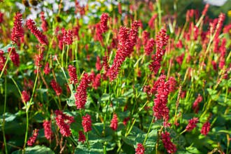 Selective focus of red flower Persicaria amplexicaulis in the garden with soft sunlight, Knotweed is a genus of herbaceous floweri
