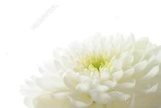 White chrysanthemum