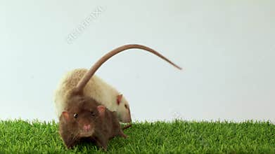 Two dumbo rats on green grass and white background play and eat together. Pets play together. Friends are animals. Place