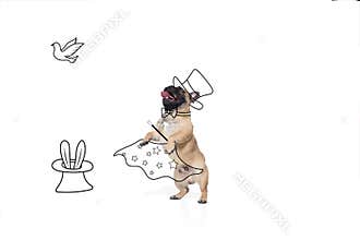 Contemporary artwork. One cute funny dog like magician isolated on white studio background with drawings.