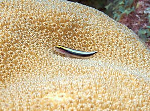 Sharknose Goby (Neon Goby)