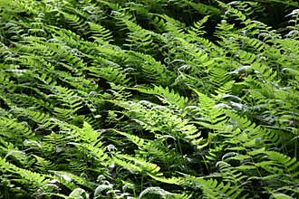 Leaves Patterns