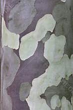 Patterned gum tree bark, Australian nature