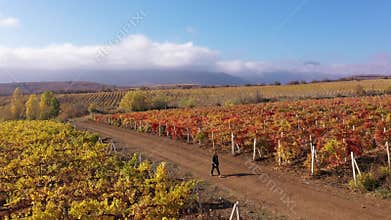 Fall vineyard during harvest, a field of ripe grapes. Farmer vintner walks through the field. Wine business, winemaking