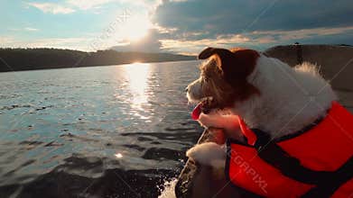 Funny dog in boat. Jack Russell Terrier