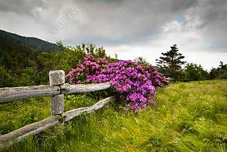 Roan Mountain State Park Rhododendron Flower Bloom