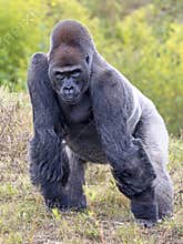 Western Lowland gorilla looking at camera