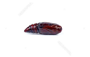 Popul owlet moth caterpillar Noctua Pronuba isolated on a white