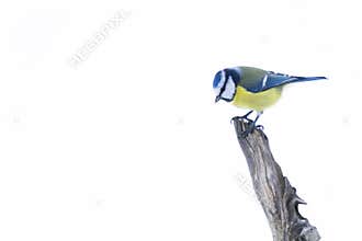 A blue eurasian tit sitting on a log during winter