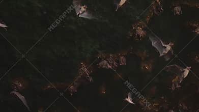 Amazingly beautiful shot inside dark stone cave with beautiful green moss and bats hanging on stone arches and flying