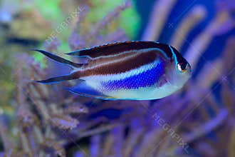 A juvenile Bellus Angelfish, Genicanthus bellus