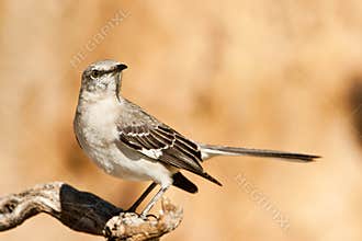 Northern Mockingbird