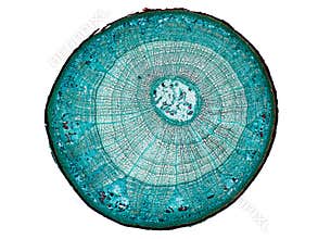 Cross section cut slice of plant stem under the microscope – microscopic view of plant cells for botanic education