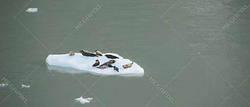 Fur seals on ice floes